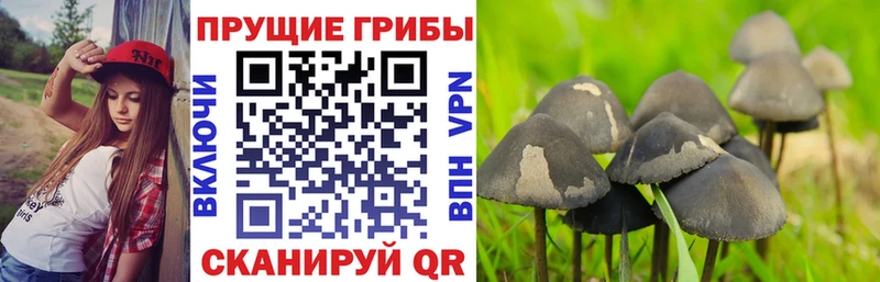 ОМГ ОМГ ТОР  Нягань  Псилоцибиновые грибы Magic Shrooms 