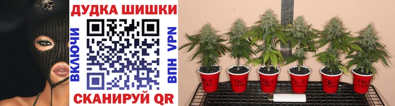 Бошки Шишки семена  Нягань 